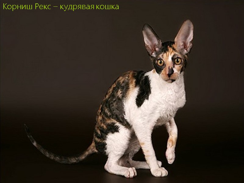 Корниш Рекс – кудрявая кошка
